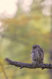 chouette-parc-national-mercantour