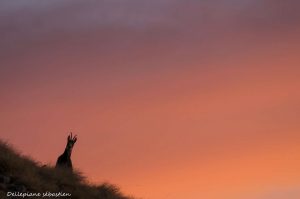 chamois-levé-soleil