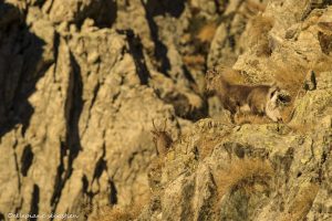 cabri-montagne-alpes-mercantour