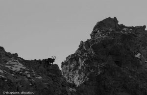 bouquetin-mercantour