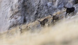 flou-filé-photo-nature