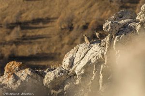 perdrix-bartavelle-randonnée-mercantour