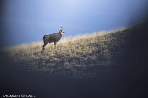 mercantour-merveilles-chamois