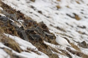 lagopède-blanc-neige