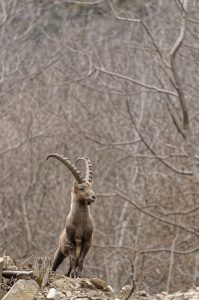 bouquetin-montagne-alpes