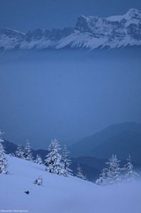neige-montagne-oiseaux-tetras