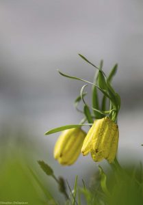 endemique-mercantour-fritillaire