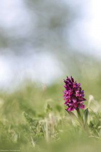 orchis-sureau-mercantour-nature