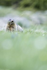 marmotte-nature