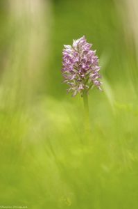 orchis-rando-photo