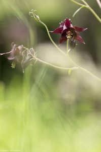 fleur-ancolie-rouge-brigue