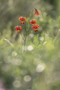 lis-turban-endemique