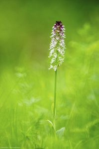 mercantour-orchidee-randonnee