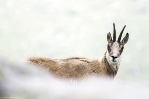 chamois