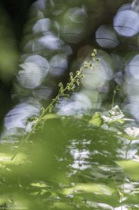 neottie-photo-orchidee-sauvage