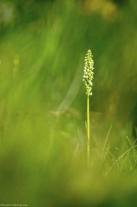 fleur-blanche-orchidee