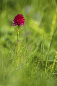 orchidee-nature-photo