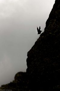 photo-nature-oiseaux