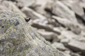 tichodrome-echelette-mercantour