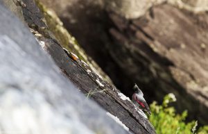 tichodrome-montagne-oiseaux