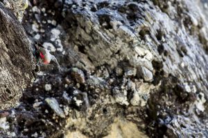 oiseaux-vallée-merveilles