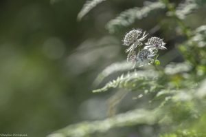 photo-fleur-astrance