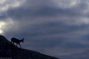 etagne-bouquetin-mercantour