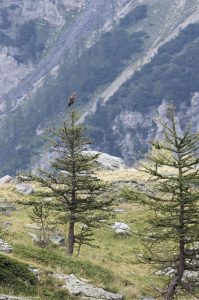 rapace-merveilles-aigle