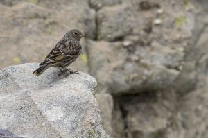 oiseaux-alpin-accenteur