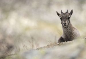 bouquetin-alpes-cabri-mammifère