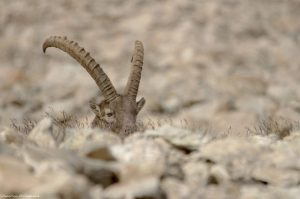 bouquetin-mercantour-roya