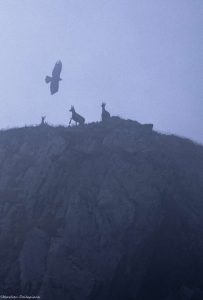 aigle-rapace-mercantour