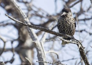 oiseaux-montagne-mercantour