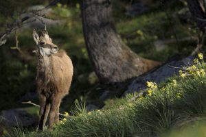 eterlou-chamois-rando-nature