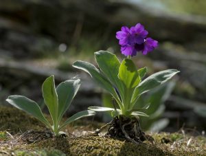 fleur-printemps-photo