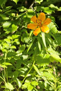 photo-fleurs-mercantour