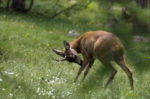 chevreuil-brocard-rano-naturaliste