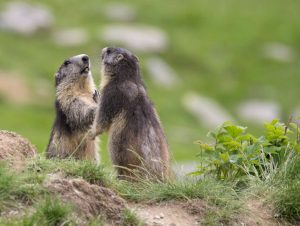 marmottes-vallée-merveilles