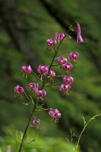 lis-martagon-photo-fleur