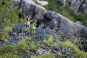 perdrix oiseau-montagne