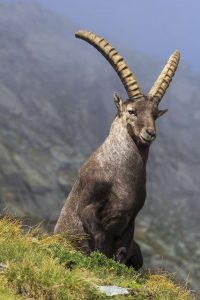 bouquetin-rando-merveilles