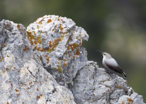 tichodrome-oiseau-rochers