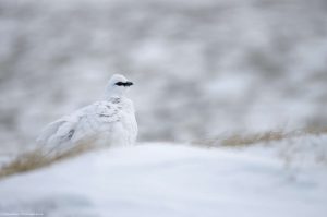 oiseau-lagopede-blanc-montagne