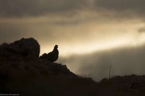 oiseaux-chant-tetras-lyre