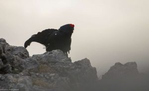 oiseau-alpes-tetras-parade