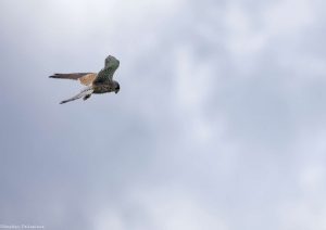 rapace-faucon-chasse