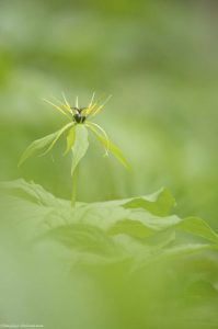 paris-quadrifolia-mercantour