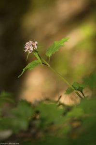 flore-fleur-valeriane