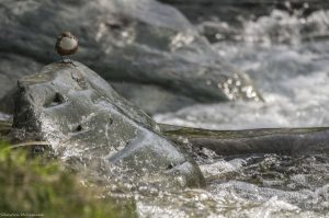 oiseau-cincle-riviere