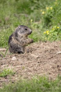 marmotte-rando-mercantour